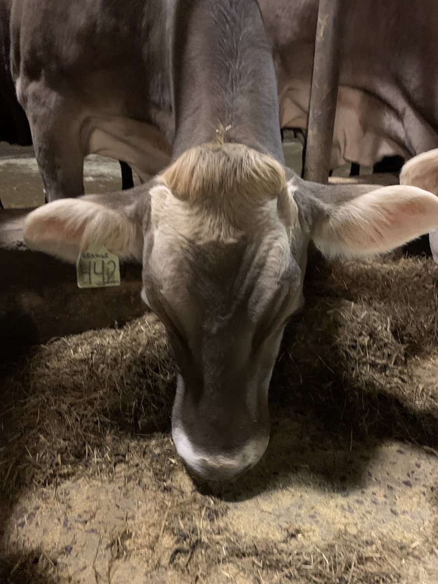 anson_ag's tweet photo. Thanks for talking Agriculture #dairy #vtcapitol4aday https://t.co/R57TbgZX52