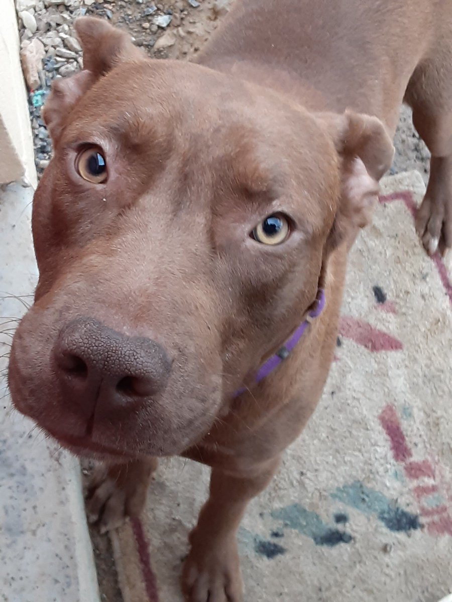 #adopt #Hampshire County #WV Hello my name is Doobie ! I'm a young guy, about 1 year old. I'm fine with other dogs but those things they call cats scare me!  I'm neutered and up to date on vaccines. Email the ladies at hampshirecountyac@gmail.com