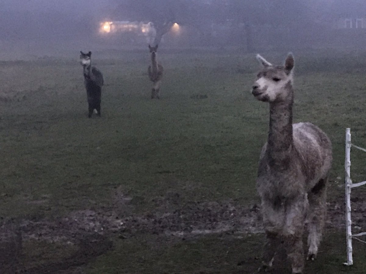 cheselalpacas's tweet photo. Fog descended very quickly this afternoon! #alpaca #dorset #foggy #bringonsummer https://t.co/hL3uvsUqkF