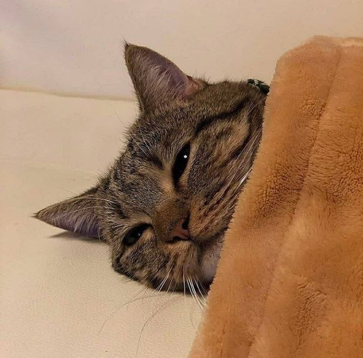 Bocar_Dia17's tweet image. Maane ma parei si Beef yi parce que affairou sénégalais chaq fois day Eup et on inverse finalement les rôles, on sort même du Cadre.En plus may Grand khamny le monde est Petit diaroul yenen yii(saga, bodyshamin',niakanté kersa)naniou ko bayi aq Contenders yi
#TrapKill
#timiss