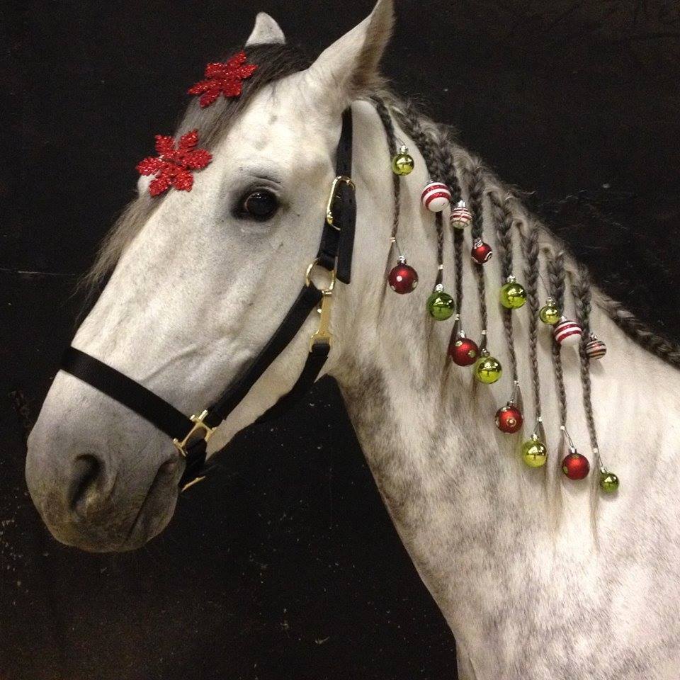 How are you getting festive for the Holidays? 🎄 🎁 ☃️ 🐎