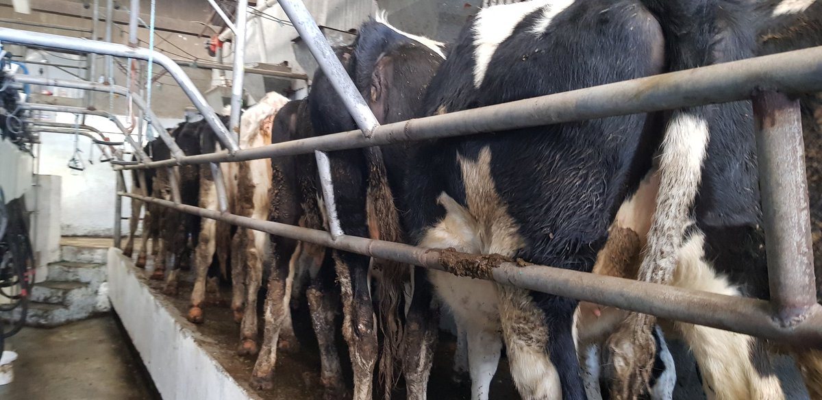Some pre season training for the heifers #Spring2020 #dairy