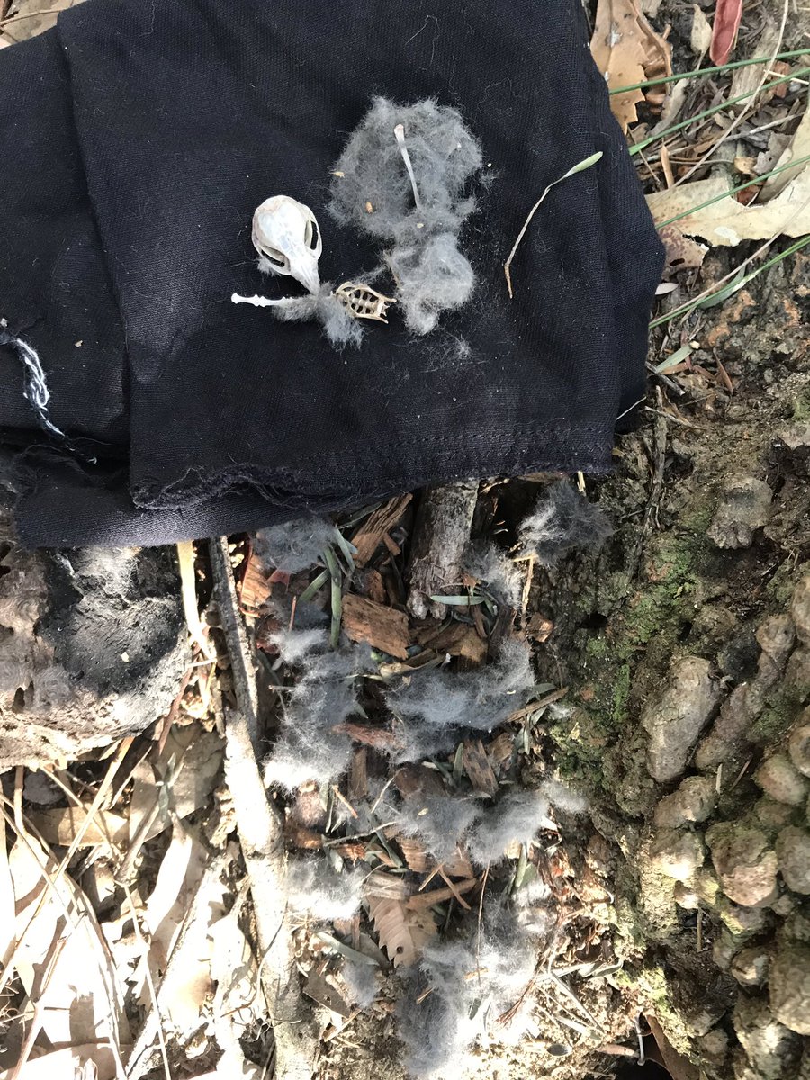 A very sad discovery in one of my nestboxes today... the remains of an Eastern Pygmy Possum. This drought is affecting flowering and nectar production - and it’s affecting a lot of species. 😥 #wildoz #climatecrisis #climateactionnow #ecology