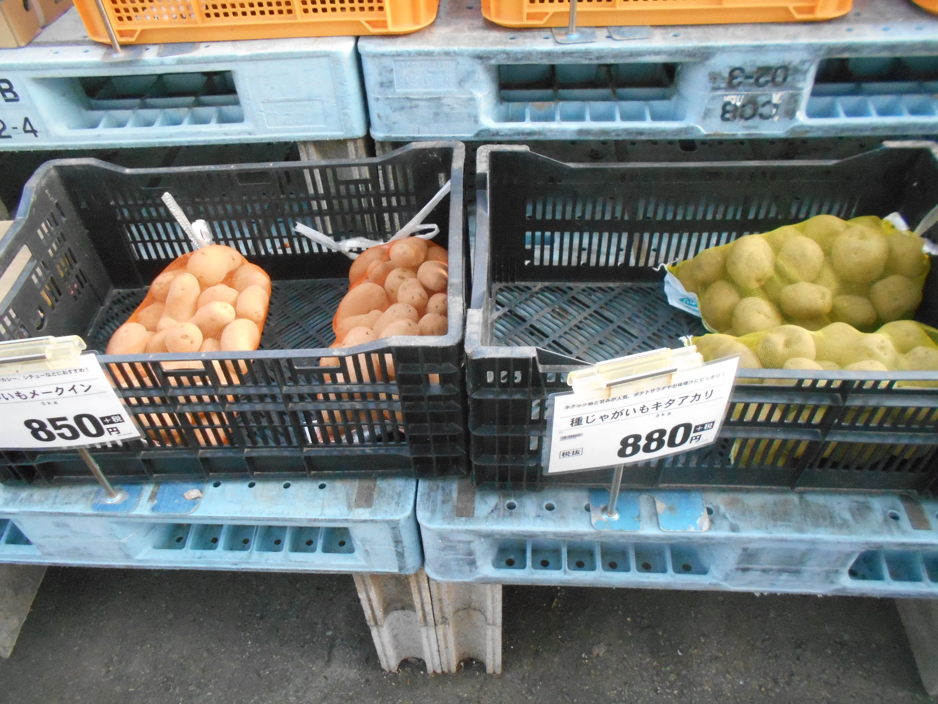 うさ 1 13 そろそろジャガイモの芽出ししなくては と 自家栽培秋 じゃがのアンデスレッドとインカのめざめを簡易温室の一番上に置いてみましたけど 日当たりのいい室内の方がいいんでしたっけ T Co Xanjuz9ggz Twitter