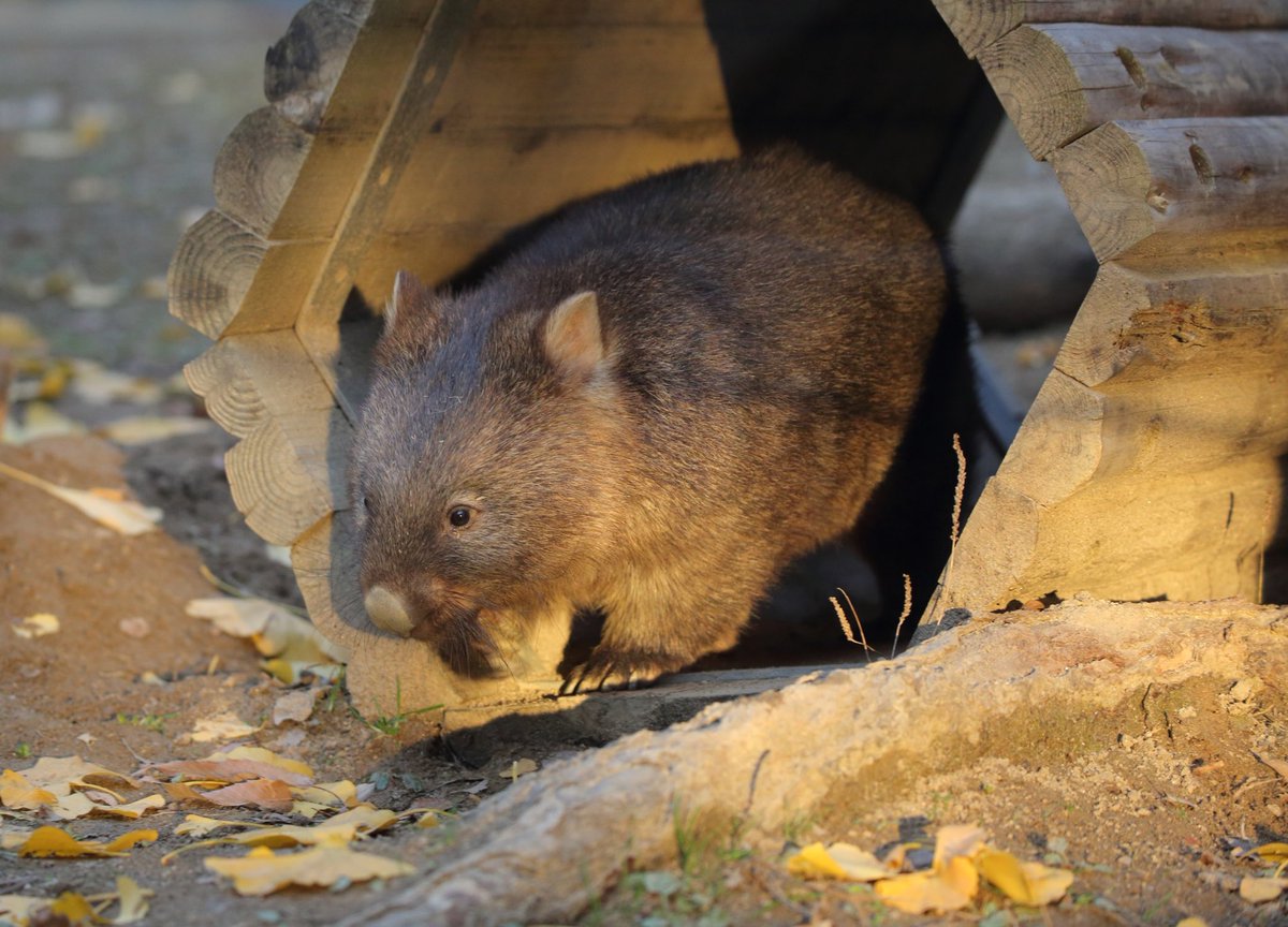 mitsuhikotakano's tweet photo. ①夕暮れマルちゃん
②風を感じるワインくん
③真剣フクちゃん
#wombat #wombatwednesday #satsukiyamazoo #animals #zoo #ikedacity #osaka Dec. 2019 https://t.co/HPHPWqnDnd