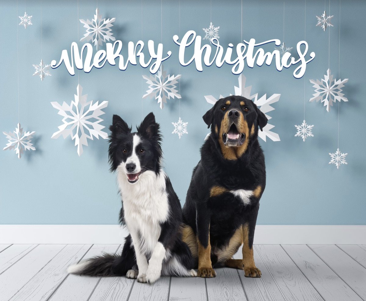 Have some pets who want in on the holiday fun? Simply upload any photo of them and select the #SnowflakeStudio design. Our editors will Make It Perfect in hours! 📸❄️💕