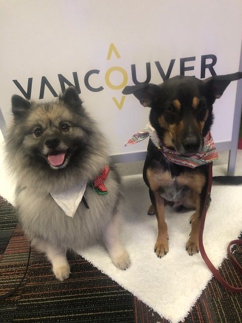 CTCorps's tweet photo. Rocko, Ash and Levi had a great time hanging out at Holiday Showcase today! Thank you to @MeetVancouver for inviting us and for the generous donation!
Contact us to bring therapy dogs to your next corporate event: https://t.co/fxXU0Tozc6 https://t.co/mJYs3GUell