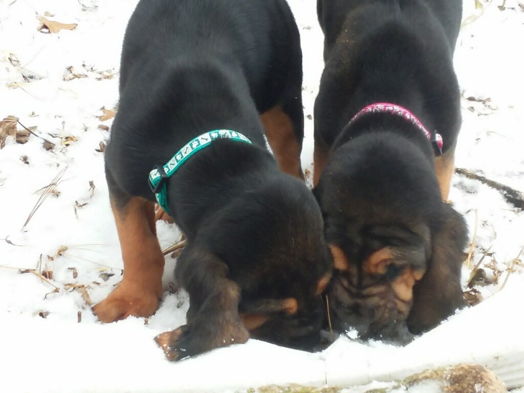 scentevidencek9's tweet photo. Tennessee born bloodhound pups getting their first taste of Illinois snow! Scent Evidence K9 will keep you posted on the fun (and trouble) these future lifesavers get into during their training. Learn more about our trained K9's at https://t.co/uMGLjWzXDS #Bloodhound #TrainedK9 https://t.co/vOJUFguPQb