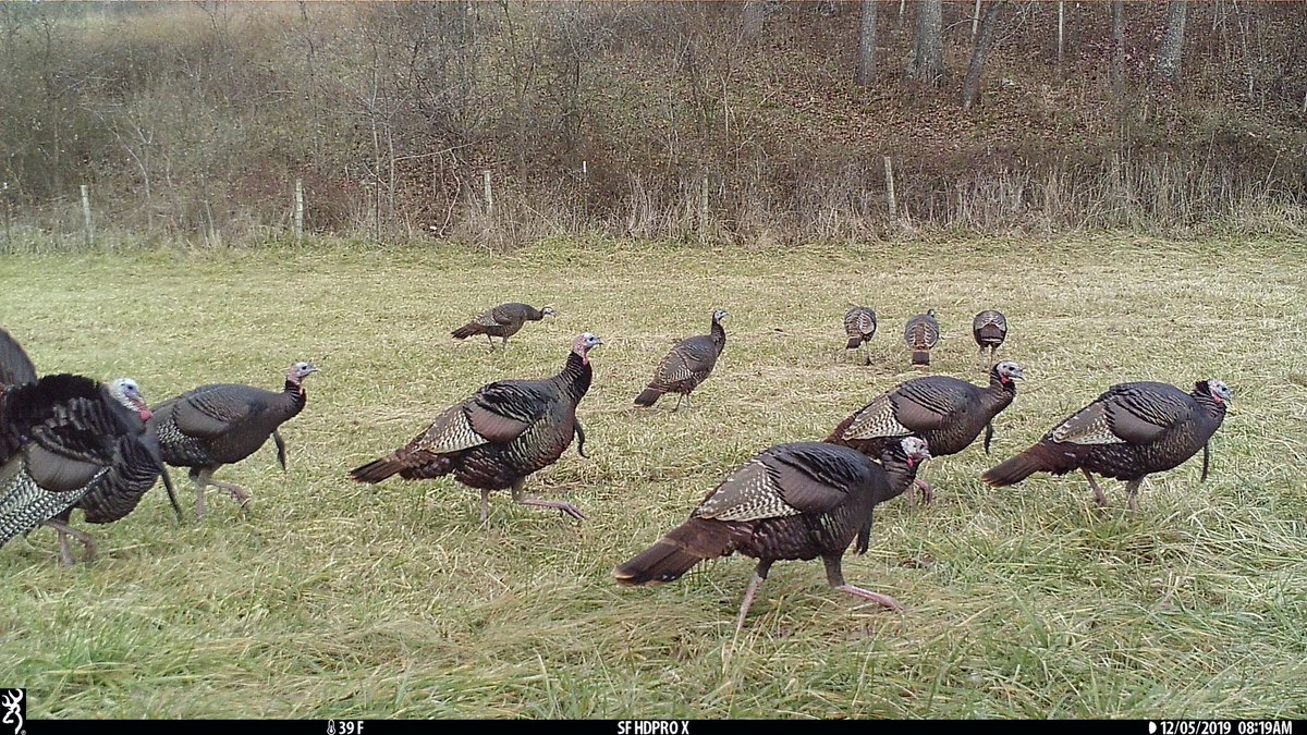 Turkeys strutting in December on my <a href="/BrowningCams/">BrowningTrailCameras</a> Strike Force Pro X!

#TrailcamTuesday #browningcameras #youvegottoseethis #browning #BuckMarksAndBeards