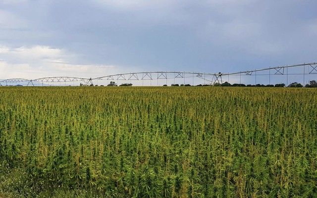 JMM_Australia's tweet image. 13 Seeds @13seedshempfarm $13S looks to ASX listing to grow hemp business

Article by @SmallCapsASX 
buff.ly/2M0xOMn

#Hemp #HempBased #13Seeds #JMM