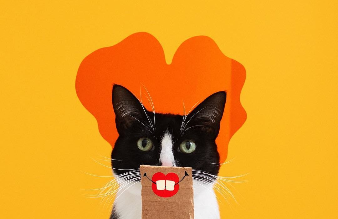 RevistaPICNIC's tweet photo. La musa del fotógrafo Hugo Martínez es nada más y nada menos que su gatita #PrincessCheeto, que se ha convertido en todo un éxito en instagram.
https://t.co/O41EQO5q3X https://t.co/HeveAXagL9