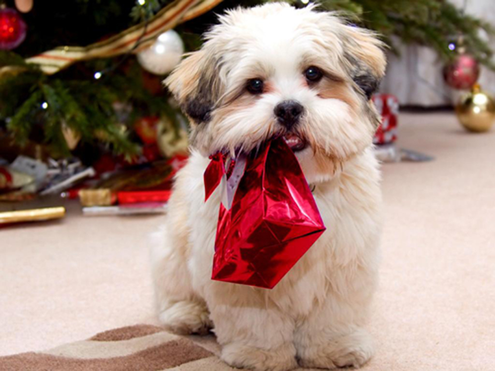 HumaneSctyBayCo's tweet photo. For pet owners, #happy #holidays also include keeping those pets healthy and happy. 

Nothing can spoil #holiday cheer like an emergency visit to a veterinary clinic. These seven tips can help prevent a holiday disaster with your #pets. https://t.co/c1lQSE7O7r https://t.co/v8vHoXui8m