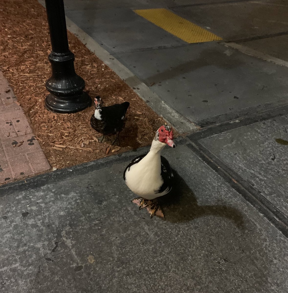 shieIdon's tweet photo. texas roadhouse ducks what will they order https://t.co/uMWYB19SM5