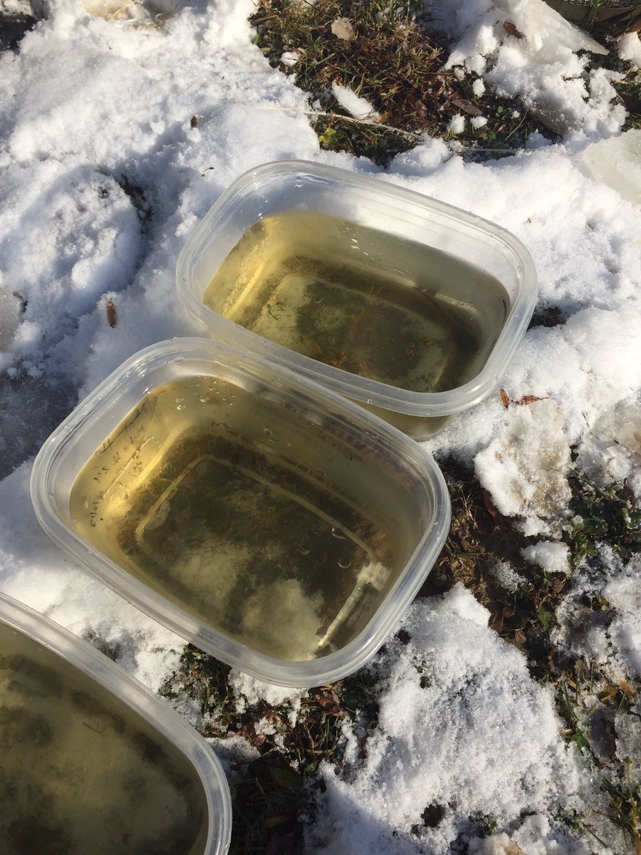 Amphibians in the winter?! Thanks <a href="/SpencerSiddons/">Spencer Siddons</a> for letting me tag along for field work!