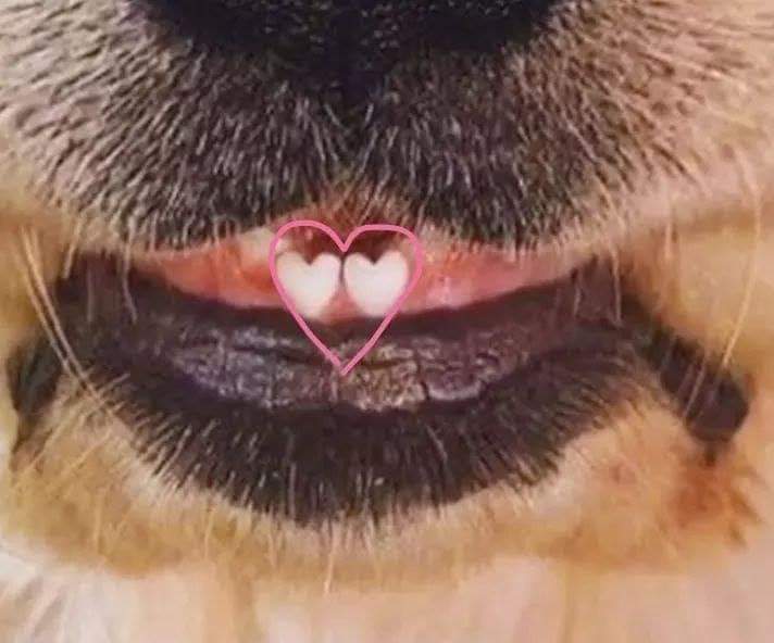 maastheer's tweet photo. Sean felices con el perrito con dientes en forma de corazón https://t.co/VnaJqtEc4K