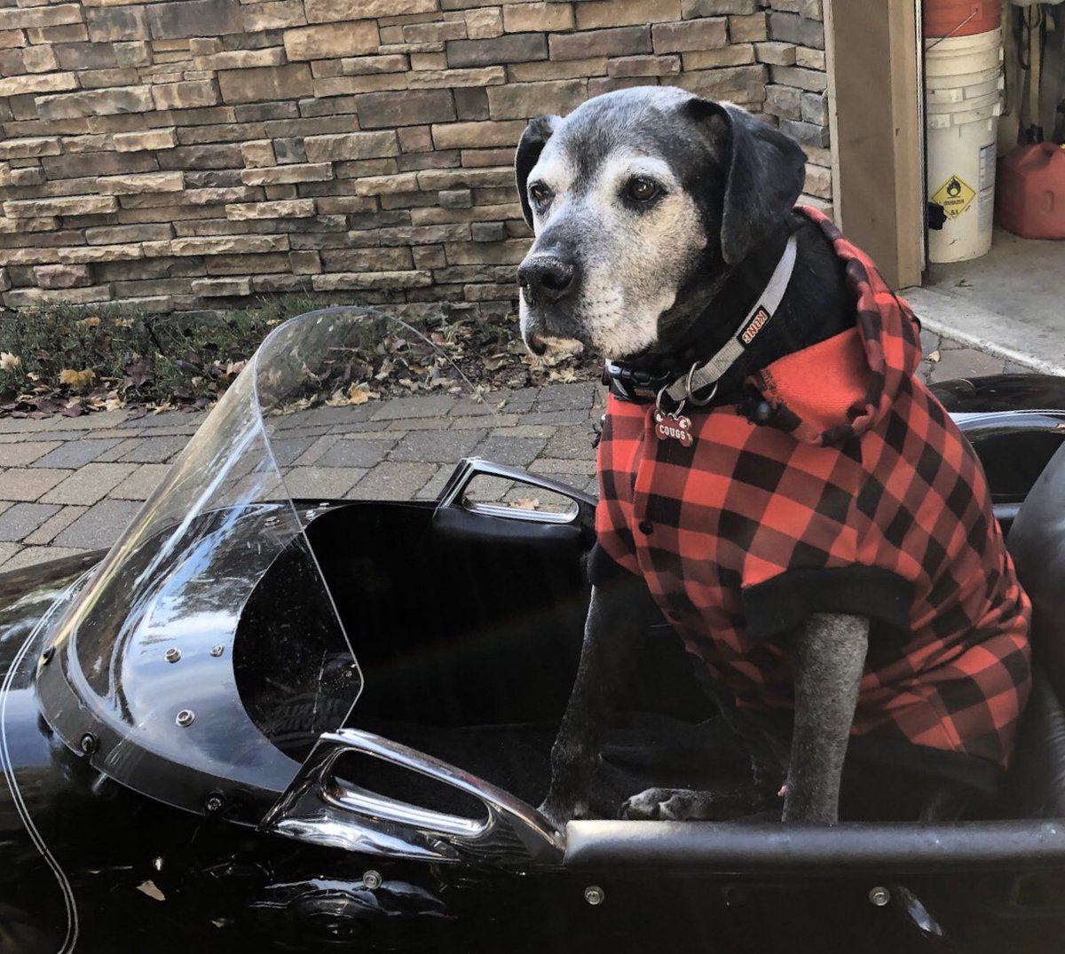 shewybm's tweet image. @ASWSU #Cougpets #GoCougs 
Joey loves cruising Coeur d’Alene in his Harley Sidecar. Go Cougs!  #AlwaysRepresent.