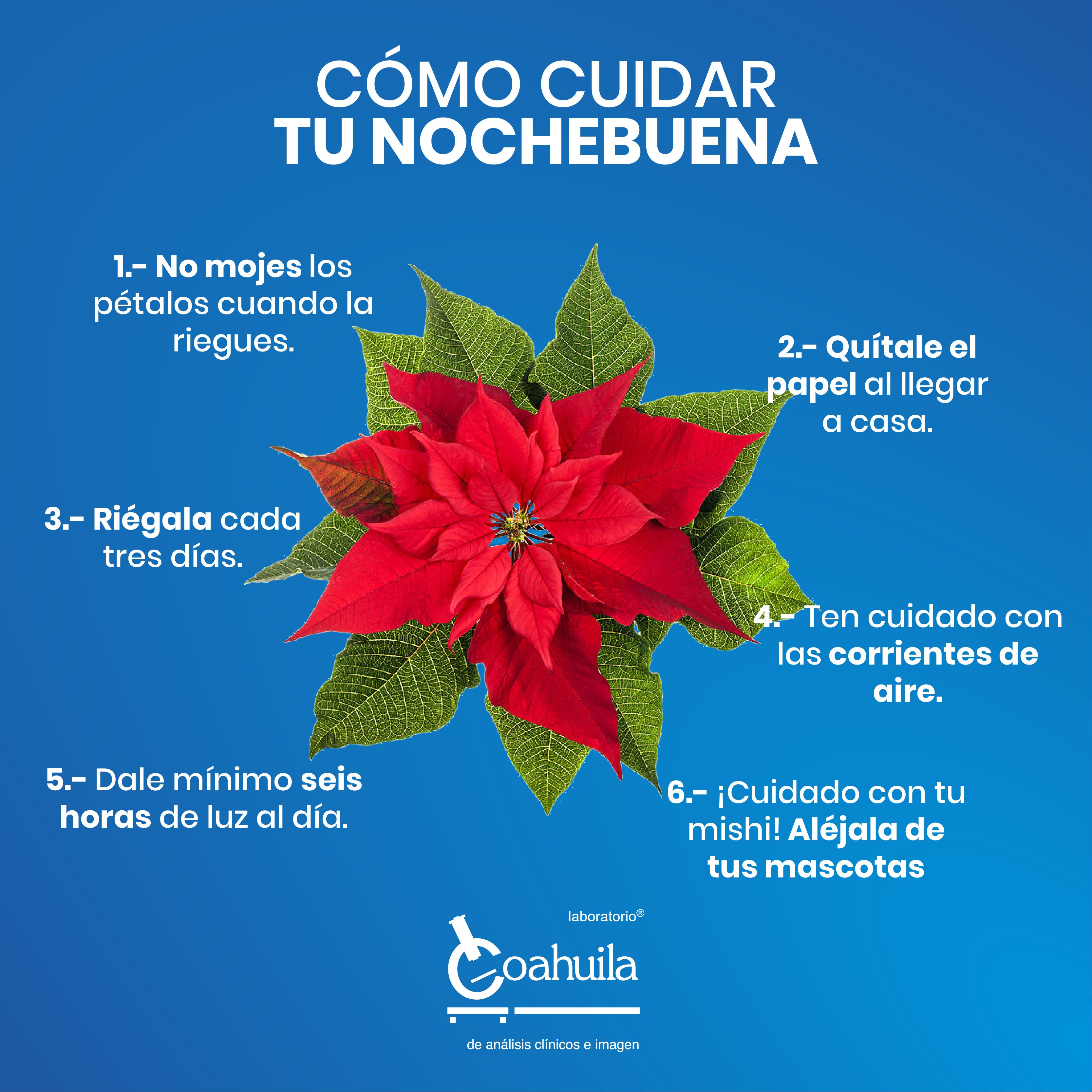 Racional Estimar ponerse en cuclillas Laboratorio Coahuila on Twitter: "🌺 En México, la Flor de Nochebuena es  una de las plantas más conocidas, duraderas y predilectas de las fiestas  decembrinas❄️🎄 Te contamos como cuidarla 😉 #Nochebuena #Cuidados #