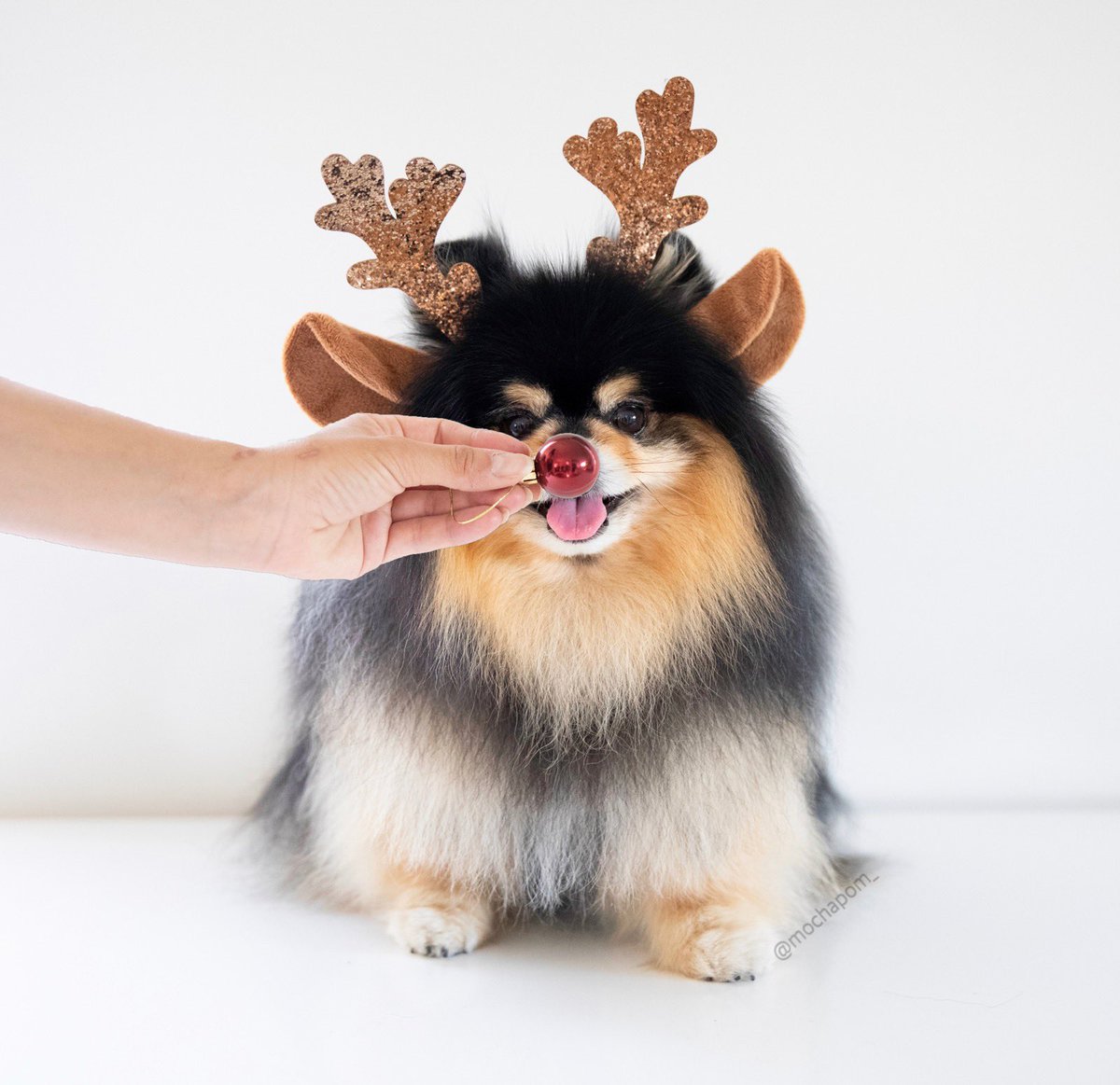 Rudolph the red nosed reindeer #dog #cute #animal