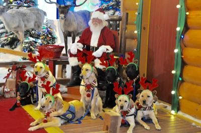 NACMNET's tweet photo. Alabama wants to raise the woof for its courthouse dog program.

The state appreciates its eight dogs that handlers brought them to see Santa Claus on Monday for a photo opportunity while wearing antlers by providing comfort to victims and witnesses.

  https://t.co/99b5uXeGhG https://t.co/21oU6lNkai