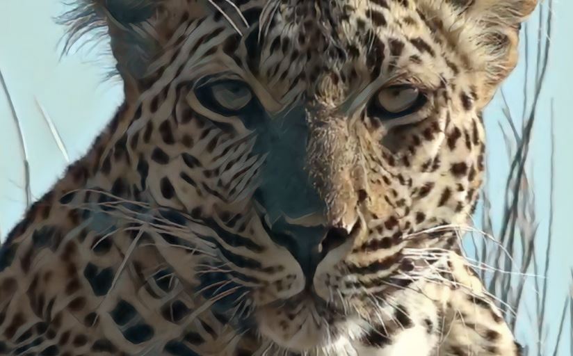 MaLoRoMa's tweet photo. Xidulu Female Leopard
18 December 2019
#wildearth #sunrisesafari #safarilive #leopard #wildlife #animals #africa #southafrica #djuma https://t.co/lFhQ5eq2JH