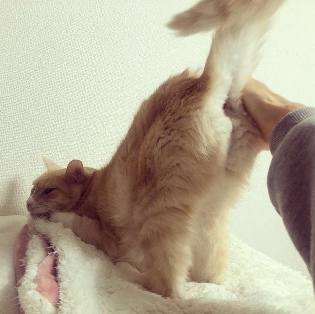 caracatcafe's tweet photo. プッリーーーン!
#けつ上げ選手権
#つるる選手
#保護猫
#ねこのいる暮らし #ねこのいる生活
#cat #catsofinstagram #instacat #sweetcatshub
#猫 #ねこ #ネコ #猫カフェ #caracatcafe #箕面 #北摂
#cccs04t https://t.co/OKrnGsacmw