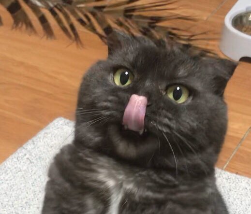 생긴건 귀여운데 발톱은 그렇지 않아