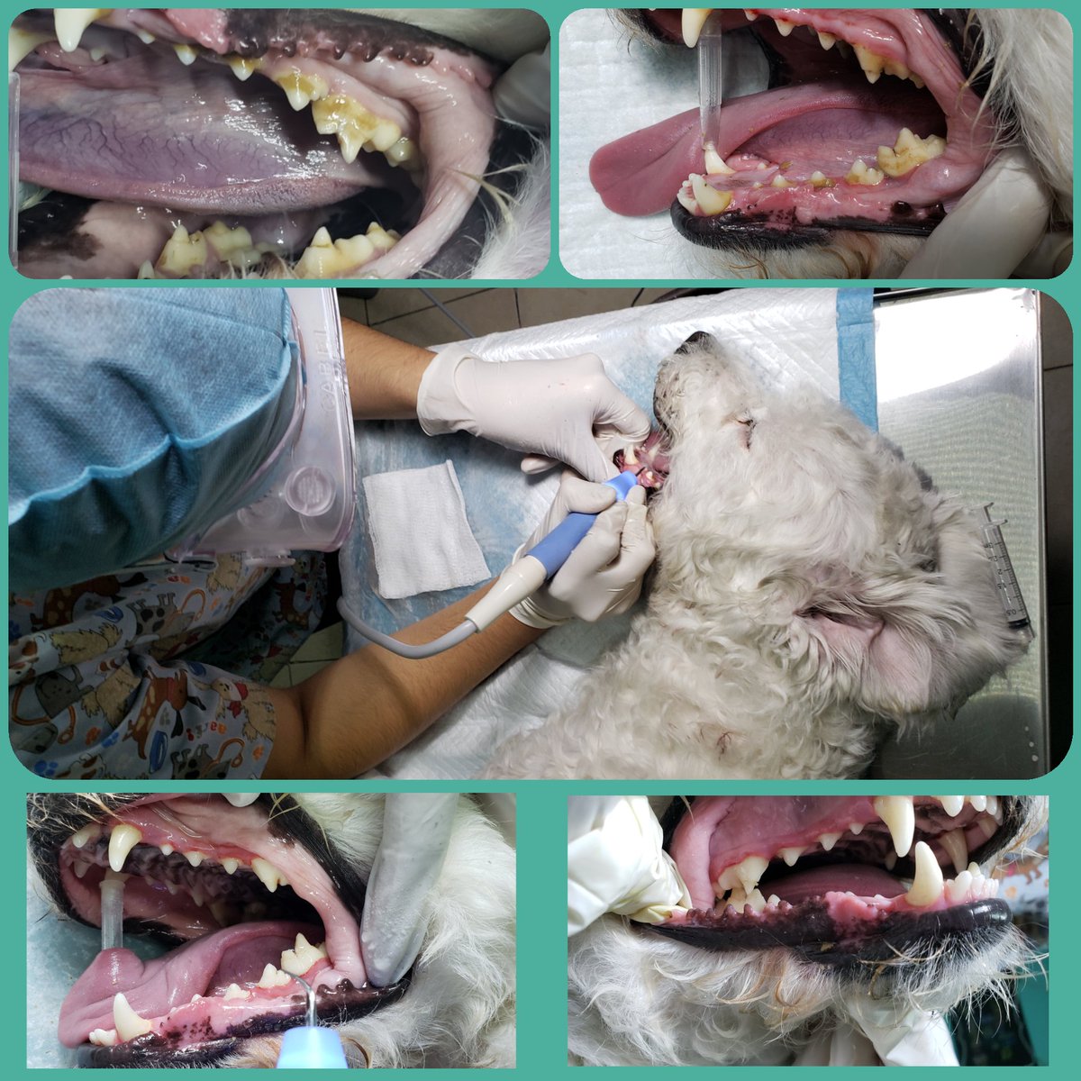 guardykan's tweet photo. @RaulNoria ayer le realizamos  a Luka la limpieza dental que obtuvo como premio en nuestro co curso de disfraces¡ muy bien portado Luka!¡ https://t.co/fkAhq0M7DM