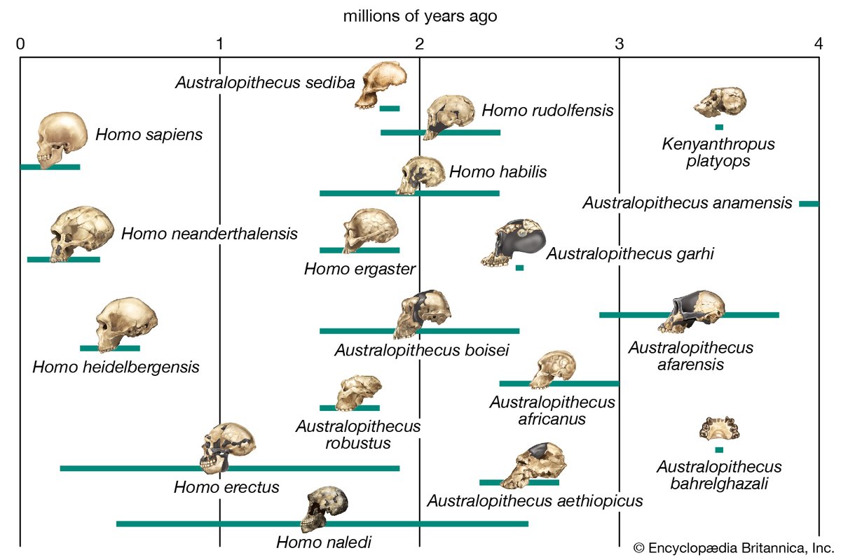 Segala penemuan tentang spesis-spesis manusia lain dilakukan melalui fosil. Gambar di bawah merupakan spesis-spesis manusia yang pernah hidup jutaan tahun yang lalu. Kalau kita tengok sekitar 2 juta tahun yang lalu, ada lebih kurang 7 spesis yang hidup dalam satu zaman.
