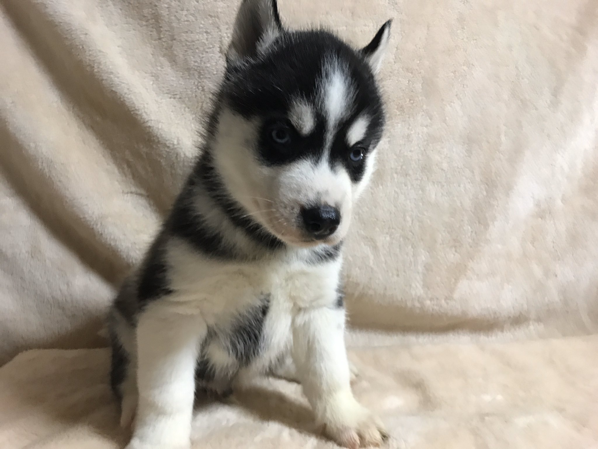 Wolf Crown 11月11日生まれの シベリアンハスキー たち 立派にすくすく成長中 W ハスキー ブルーアイ バイアイ Wo Lf Cr O Wn Wolf Crown 11月11日生まれの シベリアンハスキー たち 立派にすくすく成長中 W ハスキー ブルーアイ バイアイ Wo Lf Cr O Wn