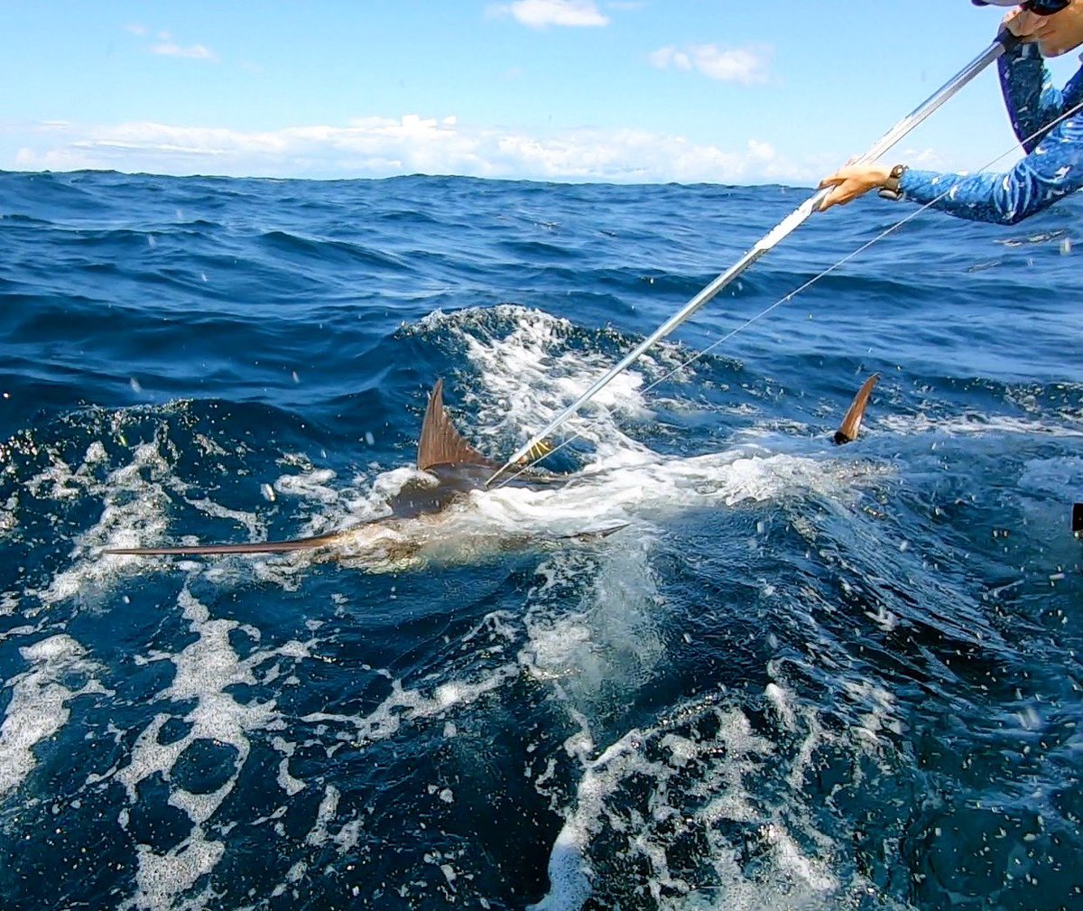 DrGuyHarvey's tweet image. NSU’s PhD student Ryan Logan setting the tag on a blue marlin at @TropicStarLodge in Panama.

For more info, visit: etps.ghriresearch.org

#GuyHarvey #GHOF #GHRI #Research #Education #SaveOurSeas #ProtectOurOceans @NSUGHRI @NSUFlorida 
📷 Wes Merten