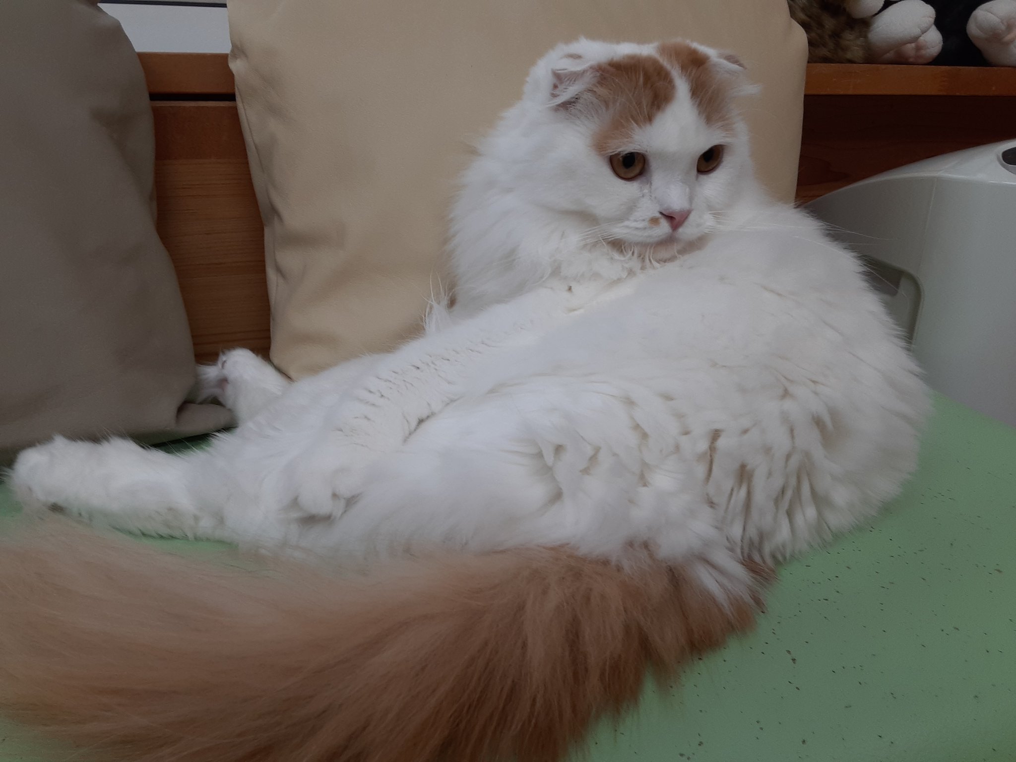 猫カフェちぐら 店主のつぶやき 最近 お客様からよく聞かれます 猫と仲良くなるには この２つだけ覚えておいて下さい 猫は人間の言うことは一切ききません 優しくするよりも嫌がることをしない 私はそう思います 新潟県 新潟市