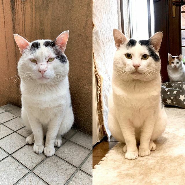 Kachimo Yoshimatsu בטוויטר ナナクロ家に入って こんなに変わった 顔の形 ほほ袋 ふぐふぐのサイズなどなど どんどん ヨウカンさんに近付いてる気がしてならない 別猫だね うちの猫ら 猫 ねこ Nanakuro 保護猫 Cat ネコ Catstagram ネコ部 Kachimo Yoshimatsu בטוויטר ナナクロ家に入って こんなに変わった 顔の形 ほほ袋 ふぐふぐのサイズなどなど どんどん ヨウカンさんに近付いてる気がしてならない 別猫だね うちの猫ら 猫 ねこ Nanakuro 保護猫 Cat ネコ Catstagram ネコ部
