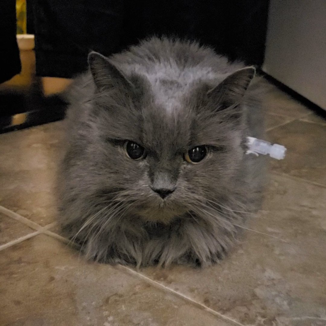 TehRealKitty's tweet image. Miss Kitty is not feeling so good. Send her healing purrs #catsoftwitter #kitty #tehrealkitty