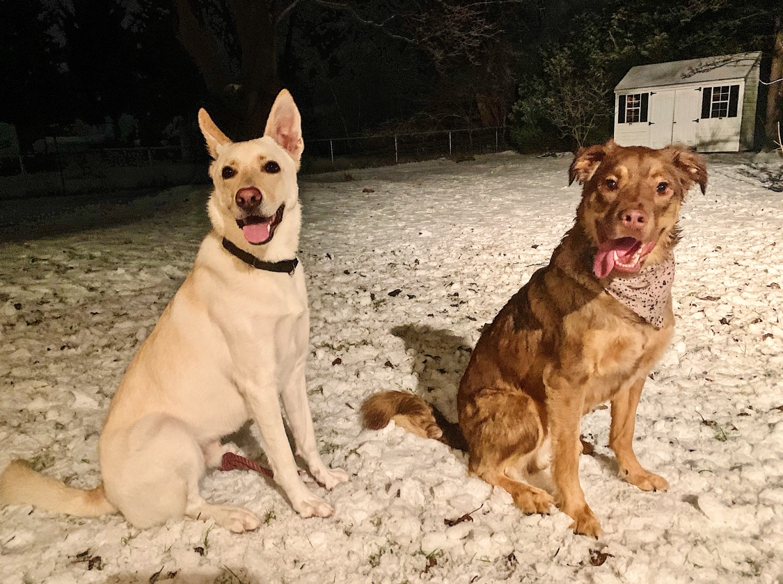 CiaraSpeller's tweet image. When Mom’s away the doggos will play! Pictures sent to me while I’m at work. My boy loves the snow and his buddy Dusty!❄️ #snowdogs #dogsofwinter #snowday #snowinMA
