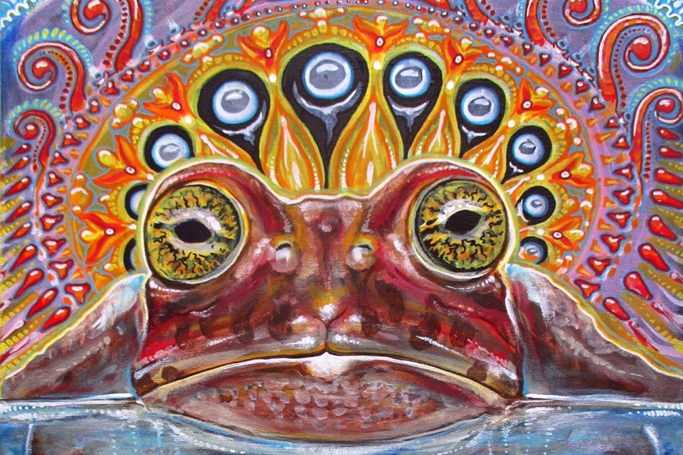 5-MeO-DMT: Light and Shadow in the #Psychedelic #Toad psychedelictimes.com/5-meo-dmt-psyc… #5MeoDMT #Psychedelics <a href="/MAPS/">MAPS</a>