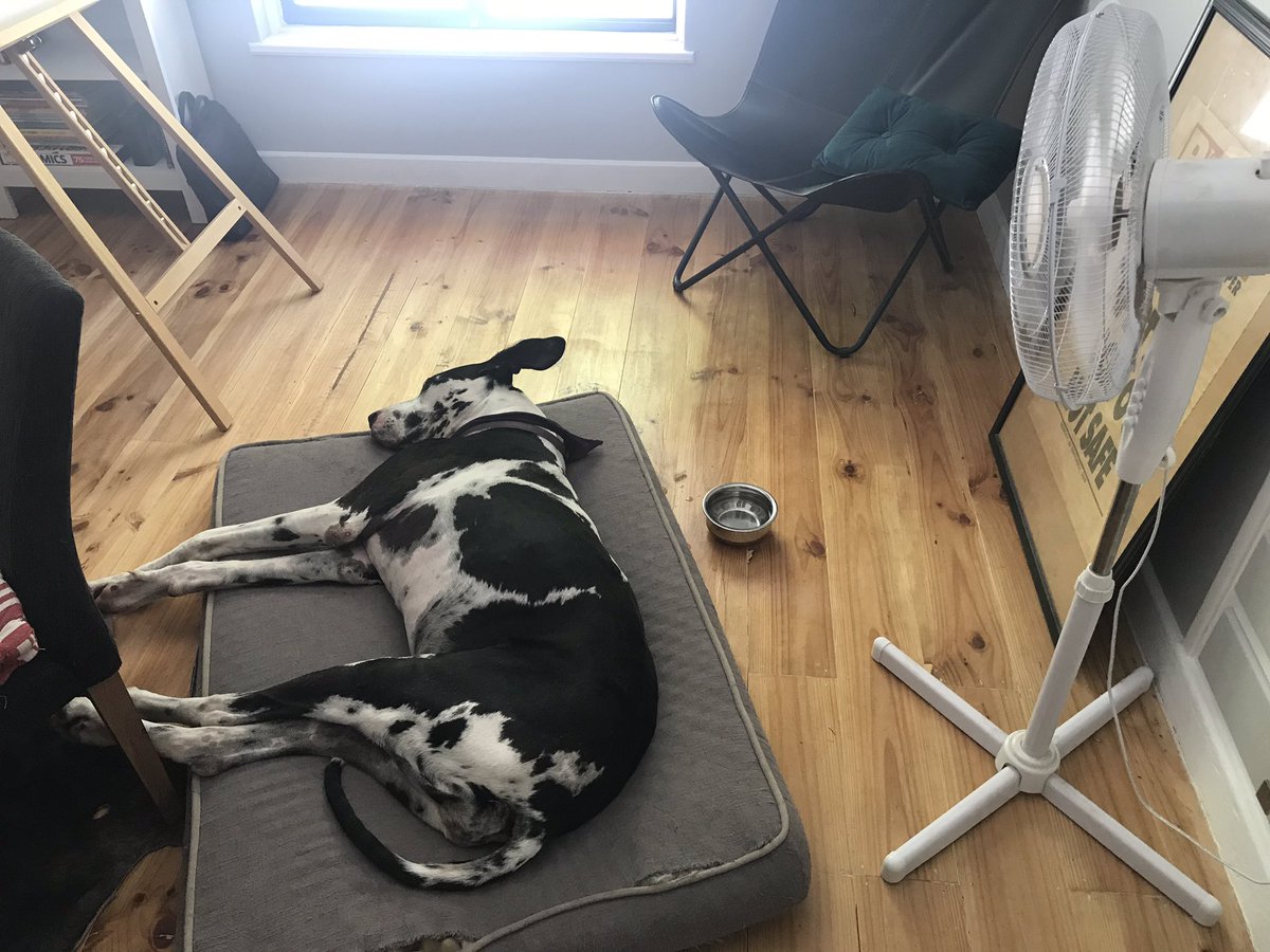 LydiaKellner's tweet photo. She stole my heart and the only working fan 🥵🐶 #Adelaide #AdelaideHills #Adelaideweather #Adelaideheatwave #officelife #homeoffice #feelingtheheat #41C https://t.co/MJm2s4KN6D