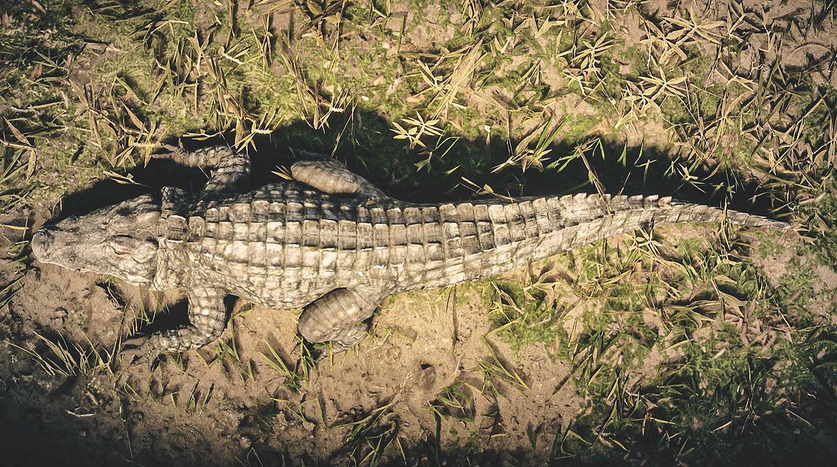 W1NGDOG's tweet photo. Beautiful World
#RDR2PhotoMode
#RDRPhotoMode
#PhotoMode
#RDR2
#RedDeadRedemption2
#RockstarGames
#OUTLAW5
#CLASSICKPHOTOGRAPHY
#CLSK
#STRAYDOGLOOSE
#STRAYDOGPHOTO https://t.co/HVBsW21KkF