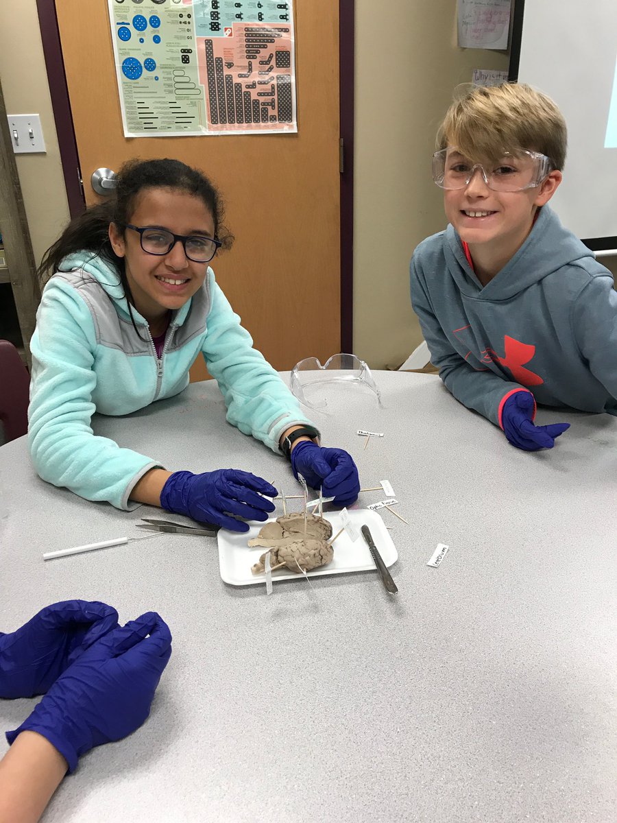 McNairMiddleSch's tweet photo. Taking a deeper look into how our brain works. #sheepbraindissection #mustangsrun https://t.co/A8jc2UK0Dn
