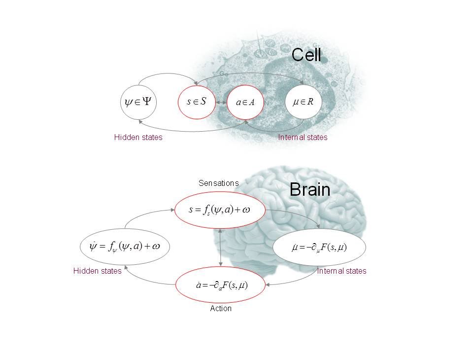 Let's start with a simpler diagram: you have a cell/brain with an internal state "I". It receives sensory inputs "S" from the outside world, which are caused by some hidden state of the world "H". And the world can be affected through actions "A".