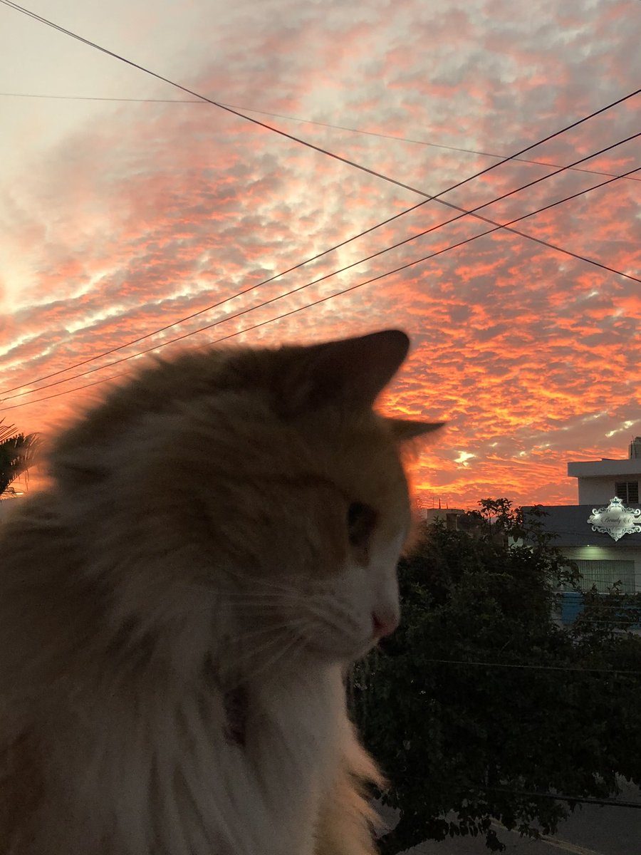 lauher79's tweet photo. Este cielo nos toco hoy al salir de trabajar 🌅 #sinfilto #concables siempre habrá imperfecciones que hacen una foto auténtica 📸 #única #photographylovers #feelinggood #nacho🦁 @ https://t.co/vyfgHHBt3X