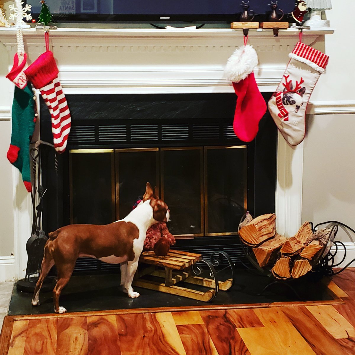 learninlife's tweet photo. He is looking at his stocking on the end .....Santa anticipation #BostonsOfInstagram https://t.co/CiYLW1yLfq