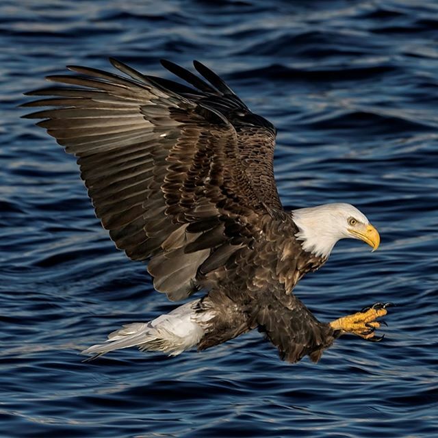 VisitAlton's tweet photo. On the 4th day of Christmas, Great Rivers &amp; Routes gave to me... four bald eagles 🦅🦅🦅🦅
Three french pastries
Two turtle pies
And a gigantic bottle of catsup!
(Photo by Scott Evers) https://t.co/HTPUGu6pzU