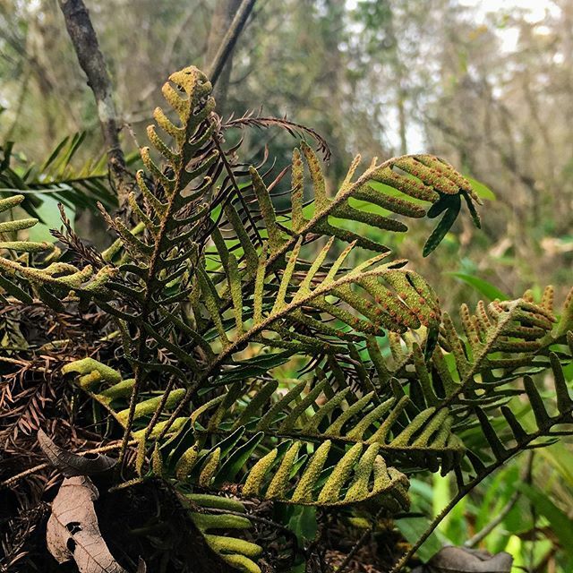 WWAdventures76's tweet photo. Resurrection fern on a bald cypress. #AlwaysWandering #ExploreDiscoverLive #LeaveNoTrace https://t.co/Tmv3Q44Ie0