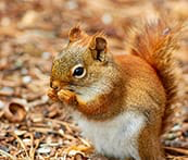greg_newland_'s tweet photo. I've just completed the puzzle with 80 pieces without rotation in PuzzlePlus app https://t.co/q1Ay4YvOPG #PuzzlePlus https://t.co/6GIvMmdSCK