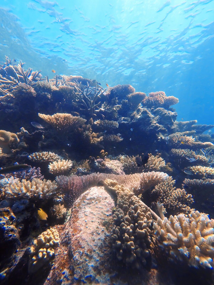HasHarding's tweet photo. Leaving Lizard Island to the soundtrack of @ChasingCoral (thanks @WeschkeE ), but thankfully this time with more encouragement after seeing lots of new growth and spawning corals 🐠🐡  Thanks to the awesome team SWAG for another epic trip👌 #oceanoptimism #CoralReefs #Science https://t.co/RDumMn6Dp7
