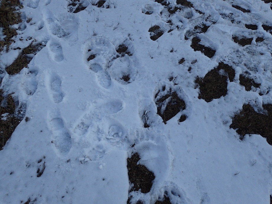 知床世界遺産センター Ar Twitter この足跡誰だ第3弾 まだ 起きてるの 足跡が重なり合って分かりにくいですが 指型はイラストを見て 知床 足跡 アニマルトラック 答えヒグマ