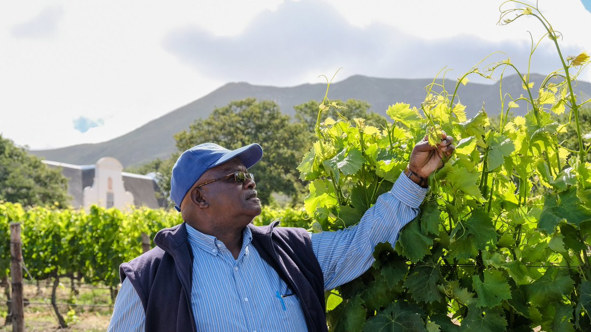 Groot Constantia tweet media