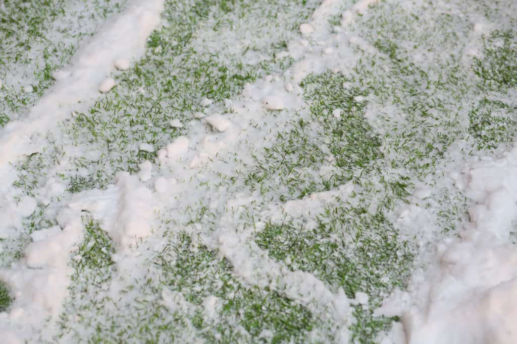SuperDogTurf's tweet photo. Will Frost or Snow Damage Artificial Grass? https://t.co/8Cq2Ya6ExA https://t.co/o6MvosIjBi