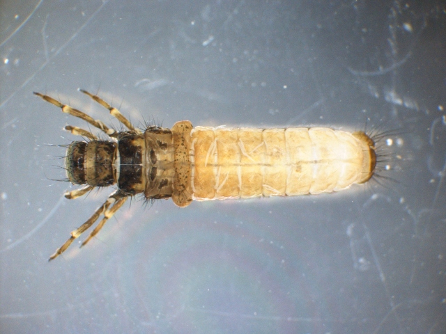 EAEcologySW's tweet photo. This unusual specimen had us looking for confirmation from the National #Caddis expert @NML_Muse #invertebrate #identification 🔬 It is likely a Potamophylax cingulatus however some features are atypical for this species https://t.co/iT0GdsOqDU