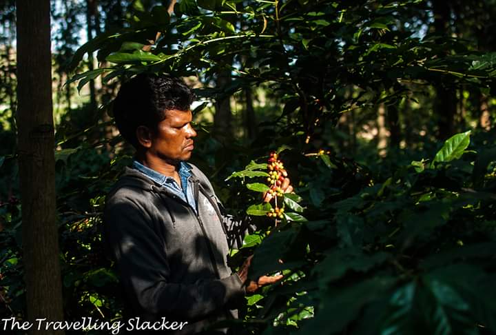 Travellingslack's tweet photo. Yes... #Odisha has #coffee gardens too. #Koraputcoffee #Koraput #IncredibleIndia https://t.co/KafZ8PwLst https://t.co/qRxAtRnDhs